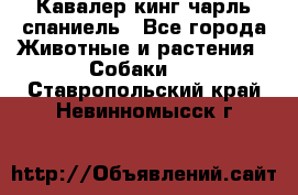 Кавалер кинг чарль спаниель - Все города Животные и растения » Собаки   . Ставропольский край,Невинномысск г.